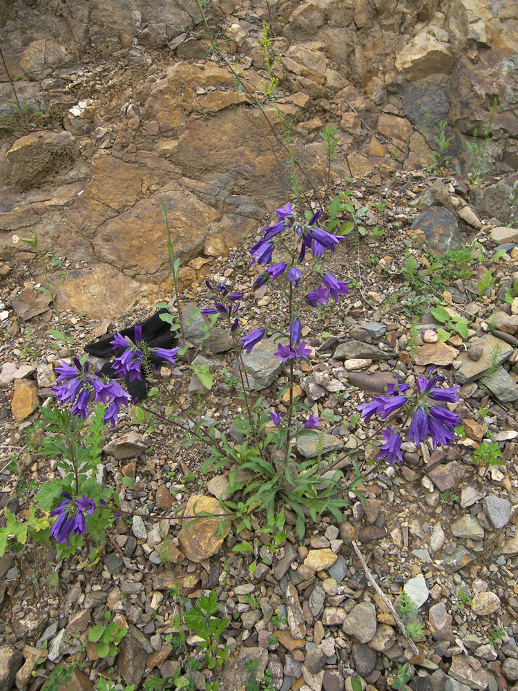 Изображение особи Campanula hohenackeri.