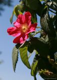 род Rosa