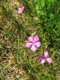 Dianthus deltoides. Цветущие растения. Юрмала, Латвия. Июль.