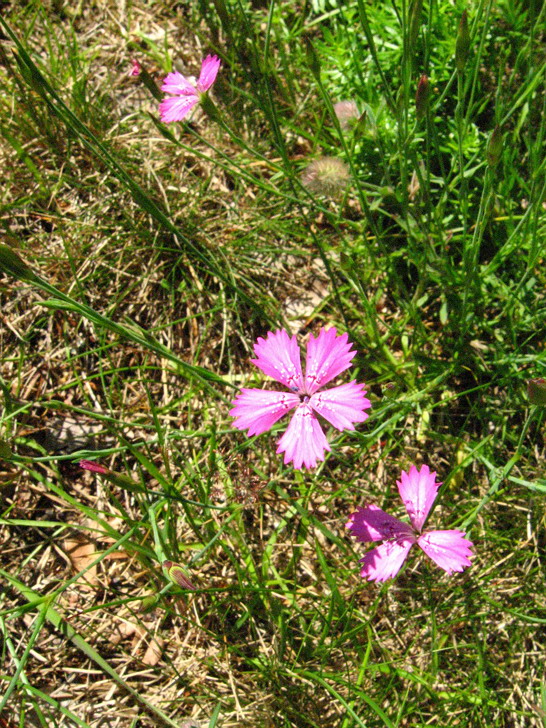 Изображение особи Dianthus deltoides.