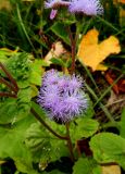 Ageratum houstonianum. Соцветия. Московская обл., Электрогорск, привокзальная площадь. 28.09.2014.