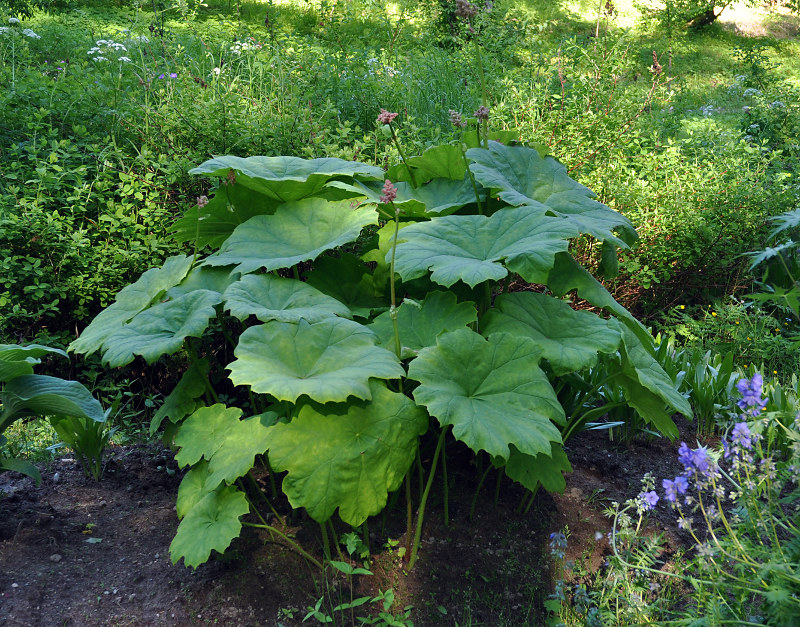 Изображение особи Astilboides tabularis.