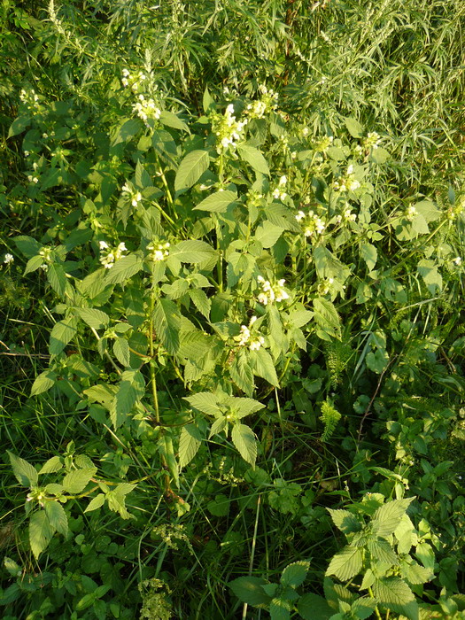 Изображение особи Galeopsis speciosa.