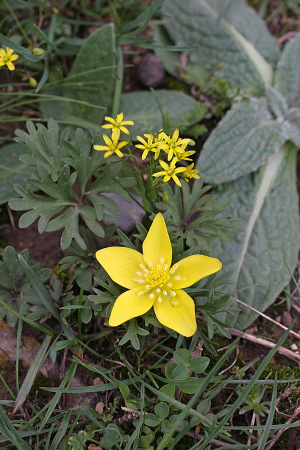 Image of Anemone petiolulosa specimen.