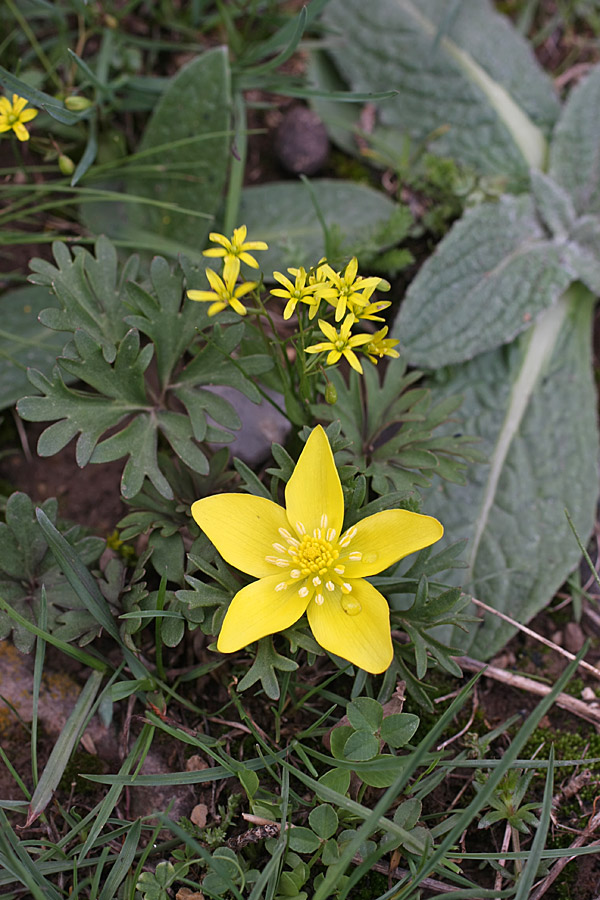 Изображение особи Anemone petiolulosa.