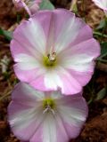 Convolvulus arvensis. Цветки. Челябинская обл., окр. г. Челябинск, Золотая горка, обочина дороги в берёзовом лесу. 30.06.2014.