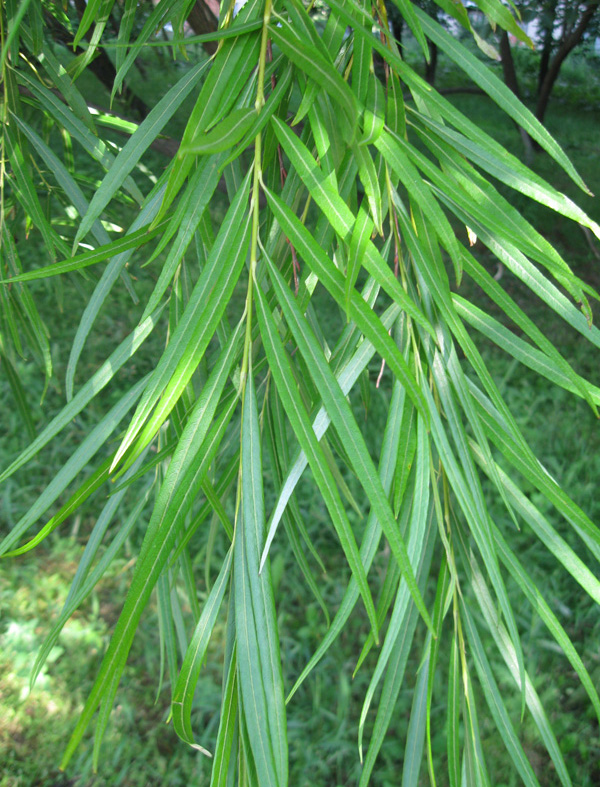 Image of Salix viminalis specimen.