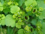 Chrysosplenium alternifolium