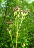 Saussurea latifolia. Верхушка отцветшего растения. Томская обл., окр. г. Томск, лиственный лес по долине ручья. 23.08.2009.