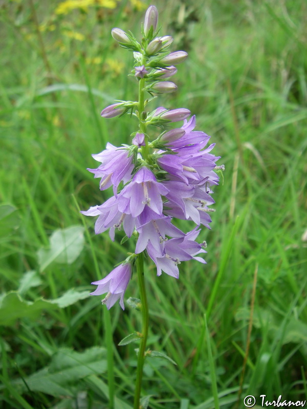 Image of Campanula ruthenica specimen.