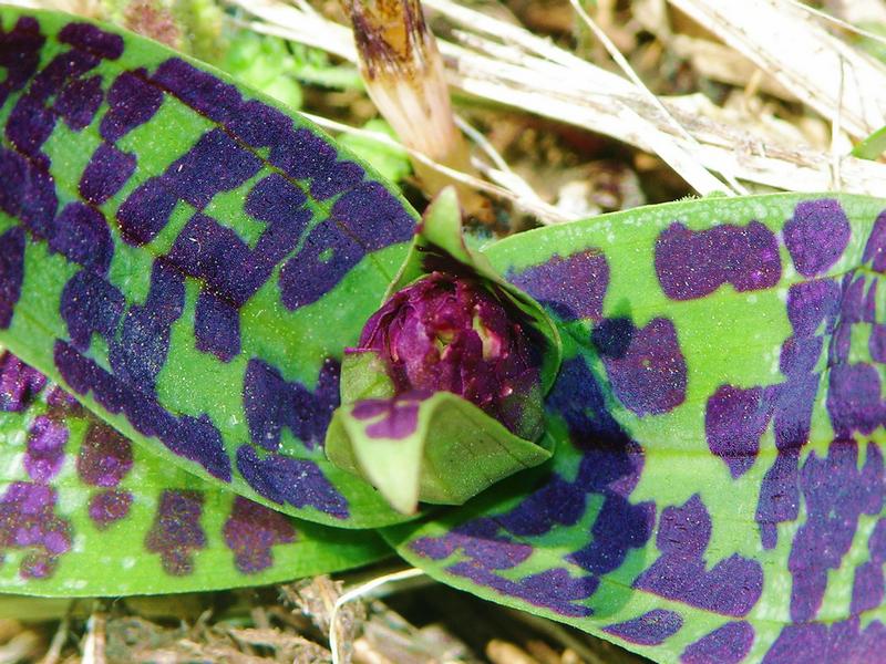 Image of Dactylorhiza aristata specimen.