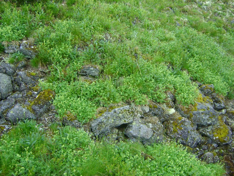 Image of Alchemilla alpina specimen.