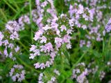 Thymus pulegioides