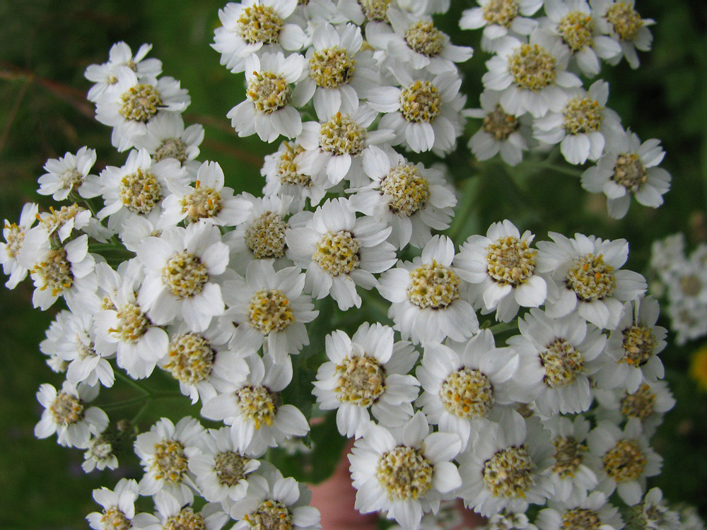 Image of Achillea septentrionalis specimen.