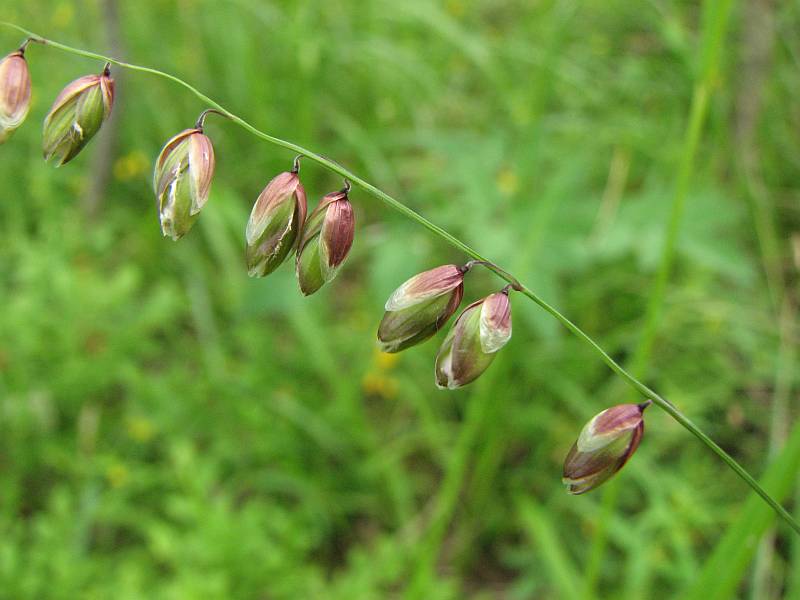 Image of Melica nutans specimen.