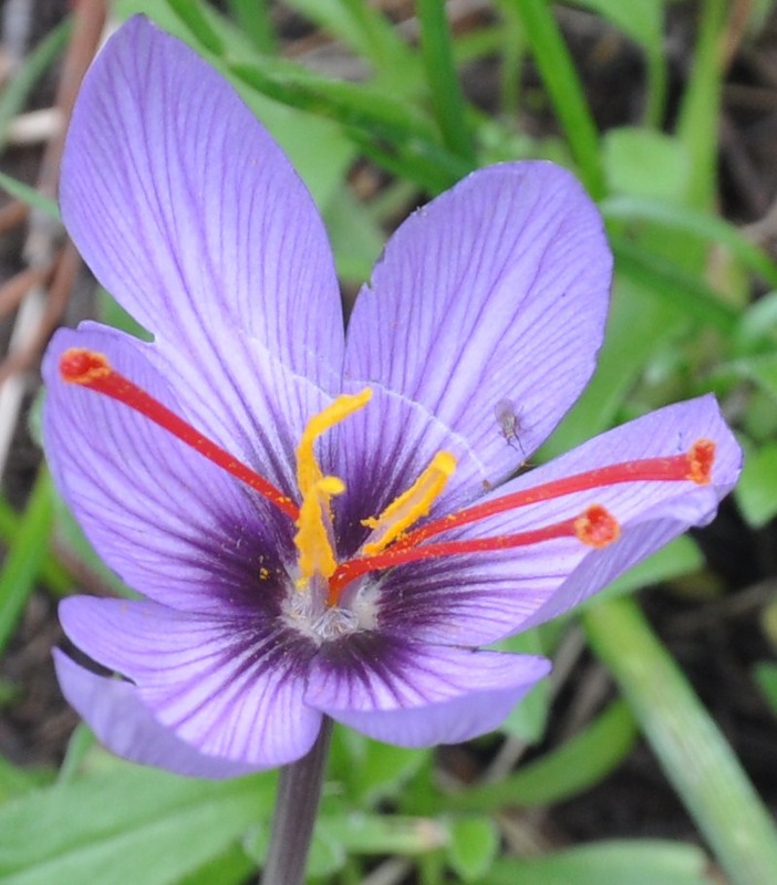 Image of Crocus cartwrightianus specimen.