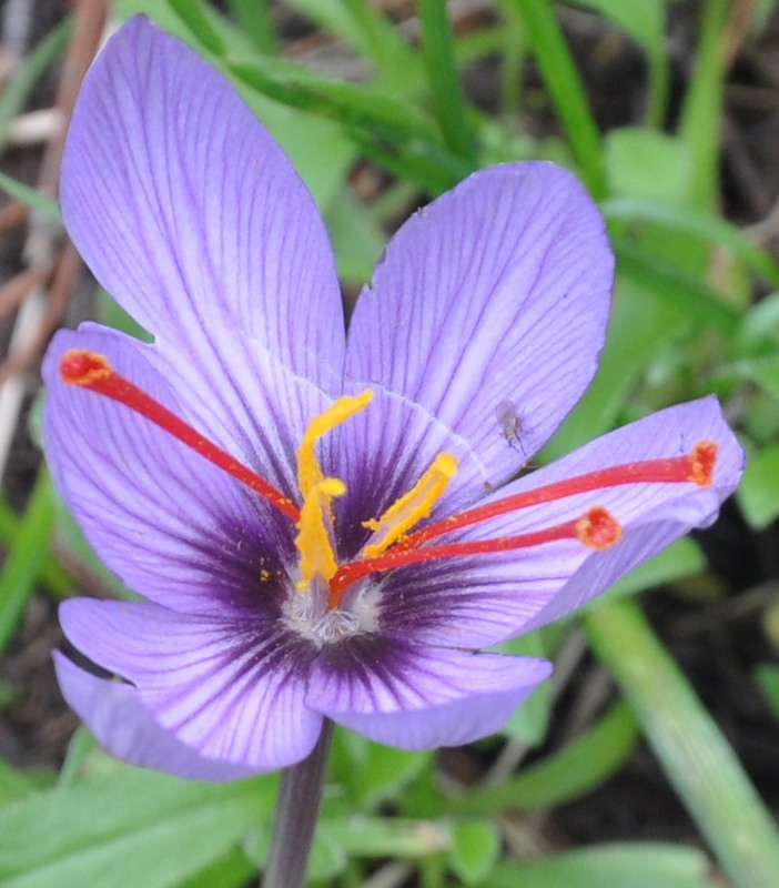 Изображение особи Crocus cartwrightianus.