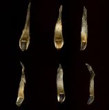 Image of taxon representative. Author is Николай Дегтярёв