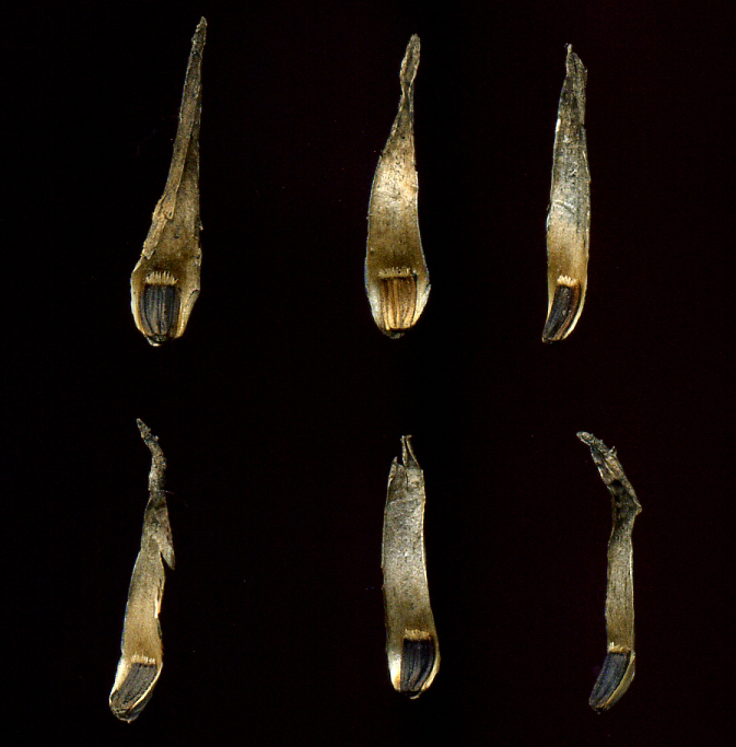Image of Cichorium intybus specimen.