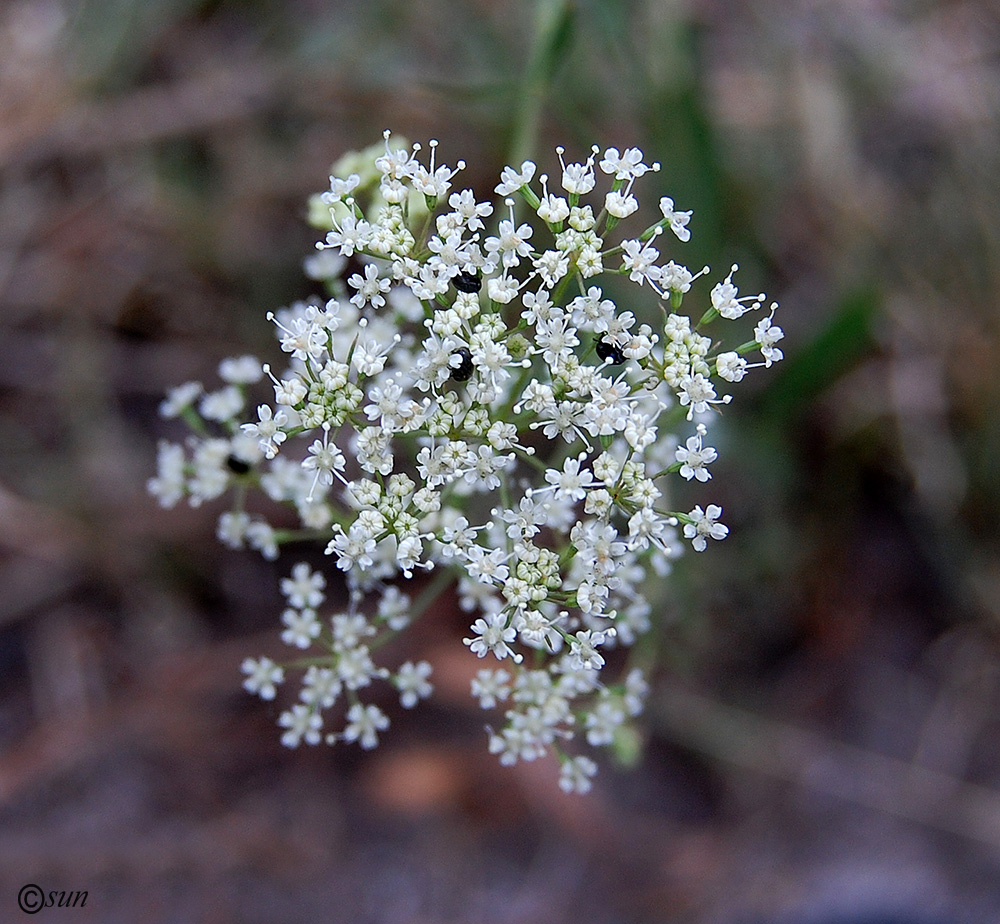 Изображение особи Falcaria vulgaris.