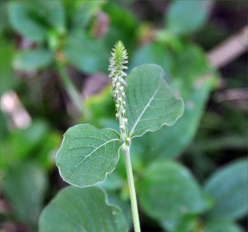 Image of Achyranthes aspera specimen.