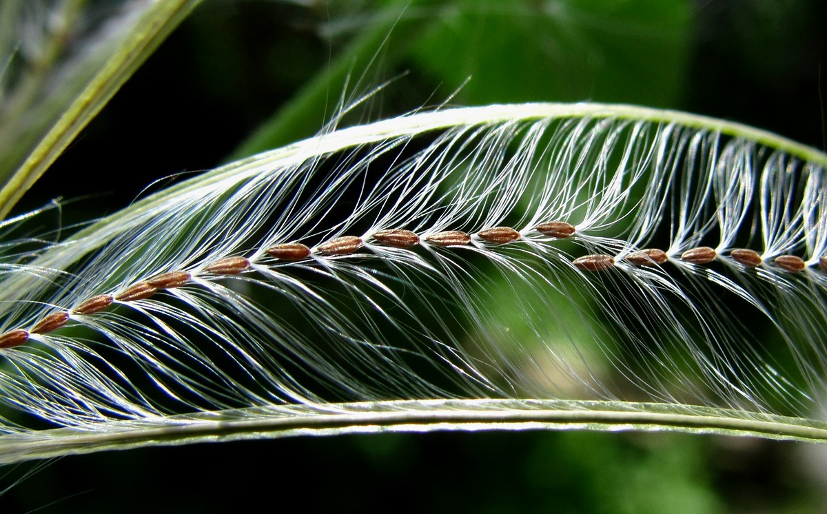 Image of Epilobium adenocaulon specimen.