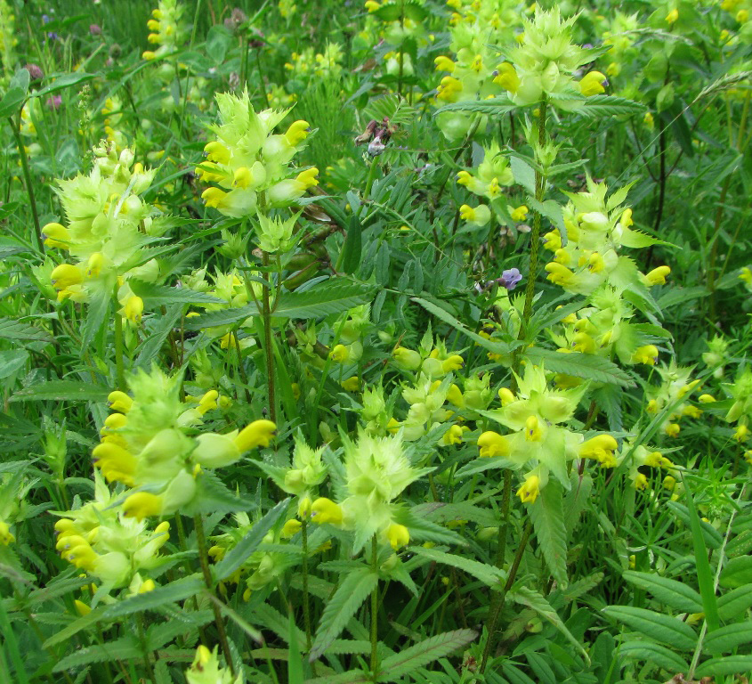 Image of Rhinanthus vernalis specimen.