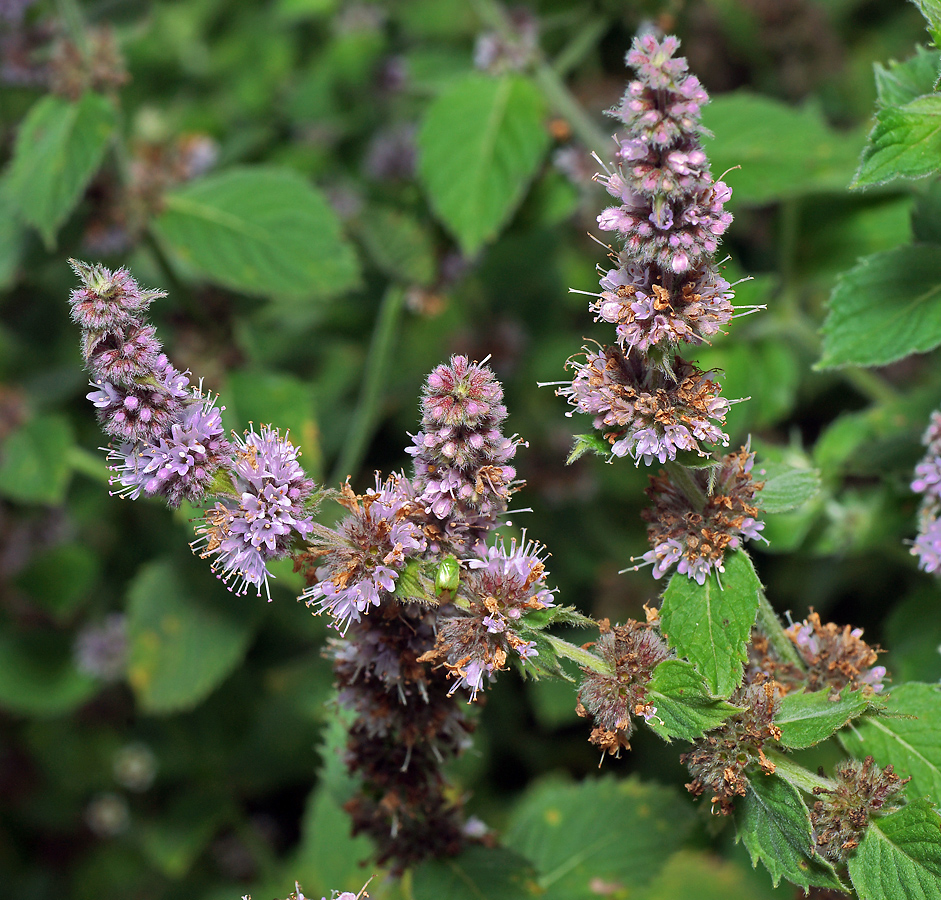 Image of Mentha &times; dalmatica specimen.