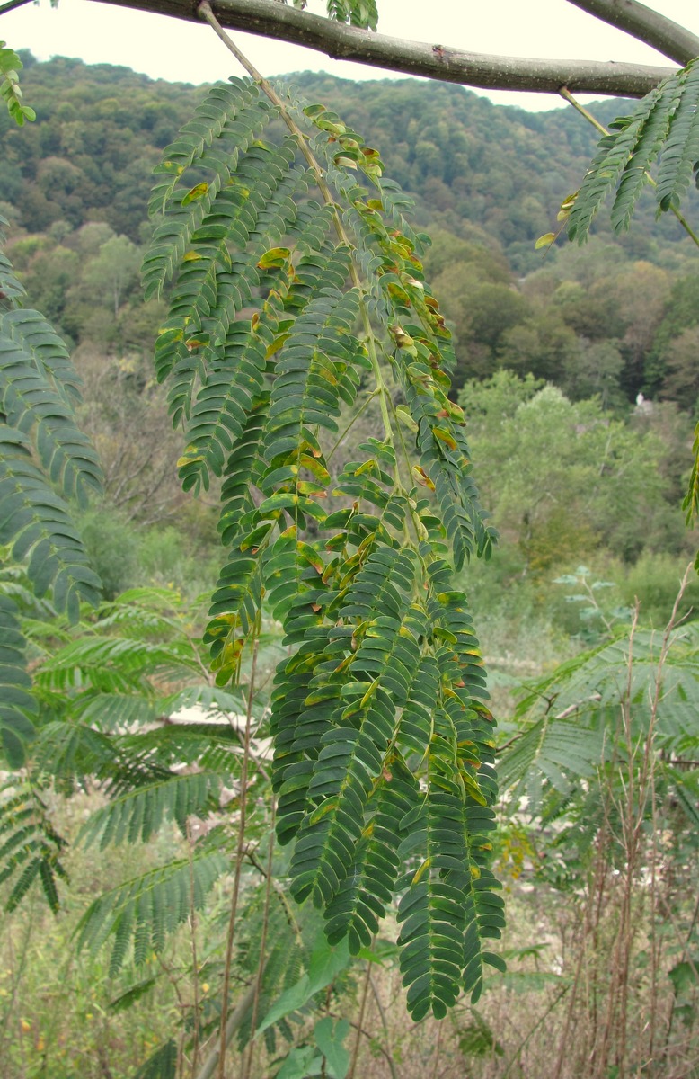 Image of Albizia julibrissin specimen.