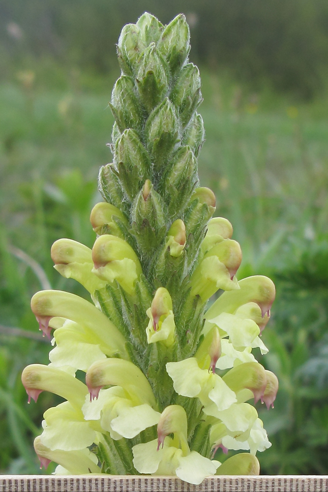 Изображение особи Pedicularis sibthorpii.