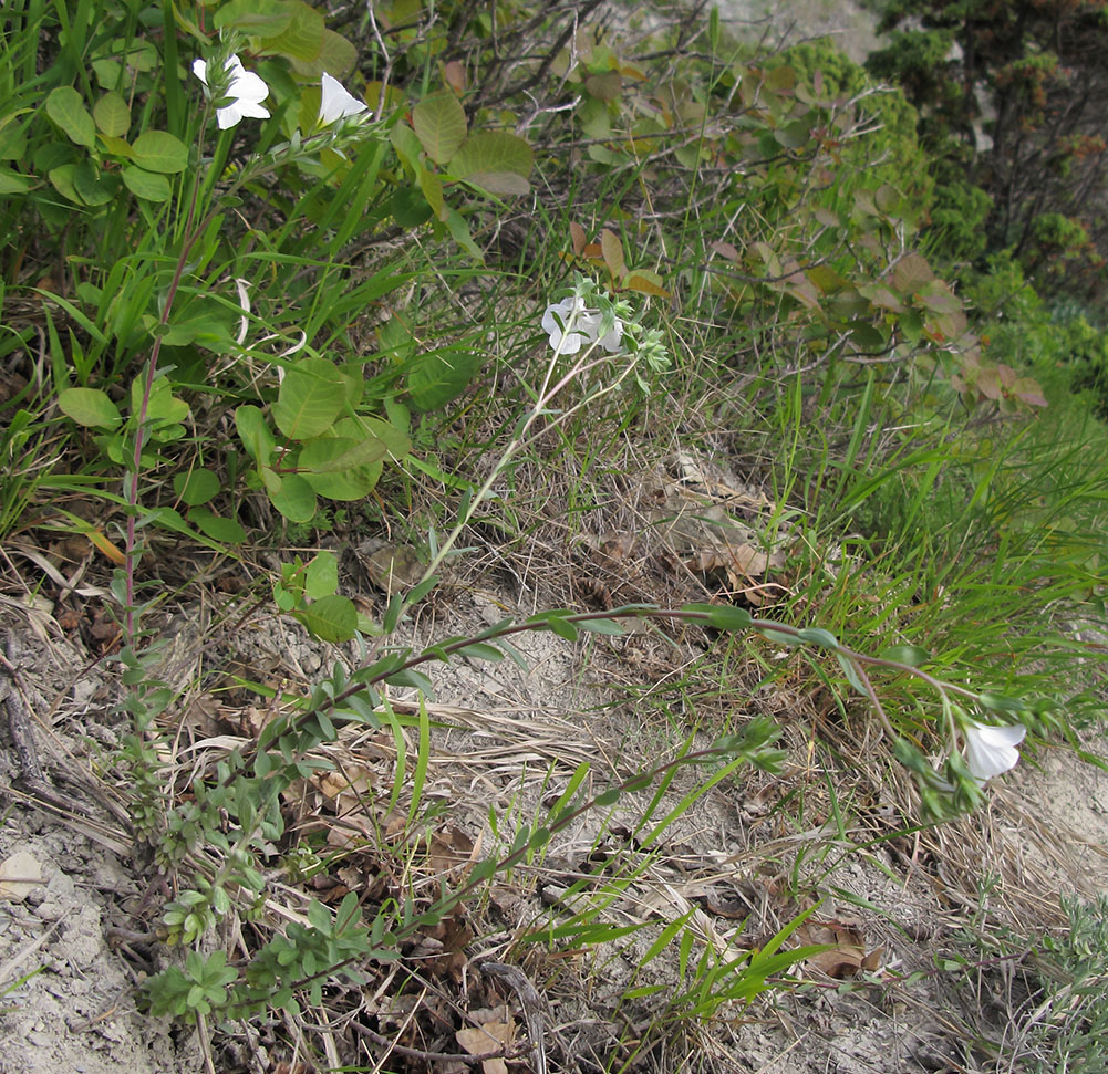 Изображение особи Linum lanuginosum.