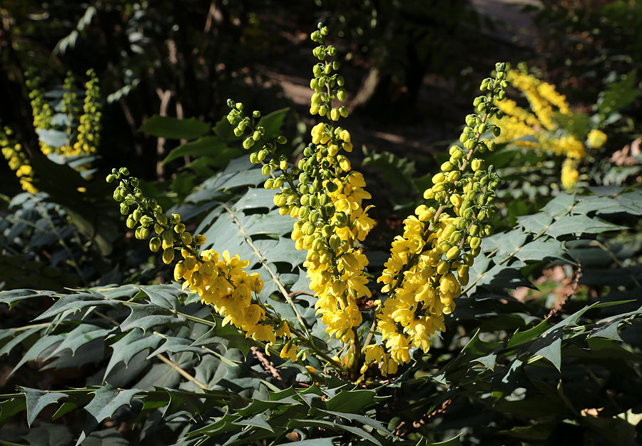 Image of genus Mahonia specimen.