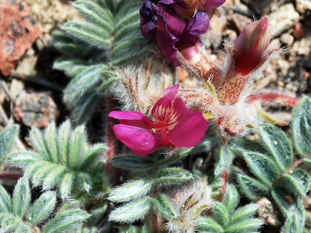 Image of Oxytropis gymnogyne specimen.