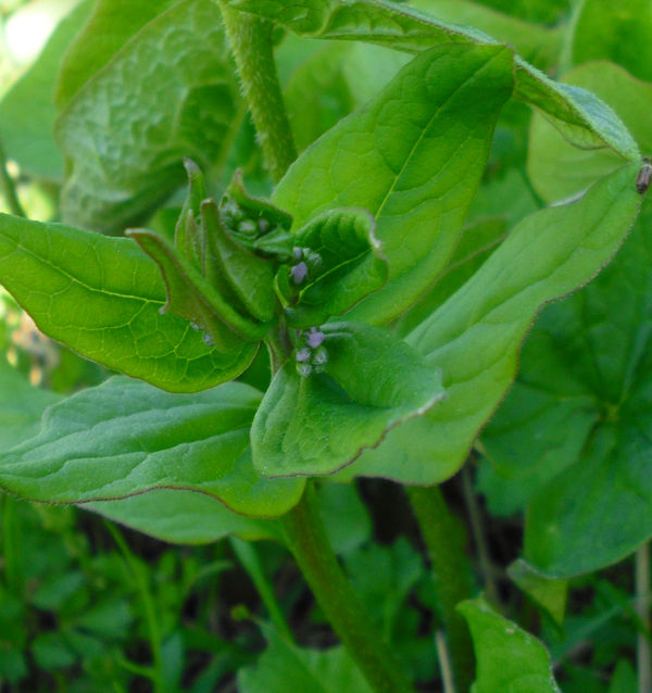 Изображение особи Brunnera sibirica.