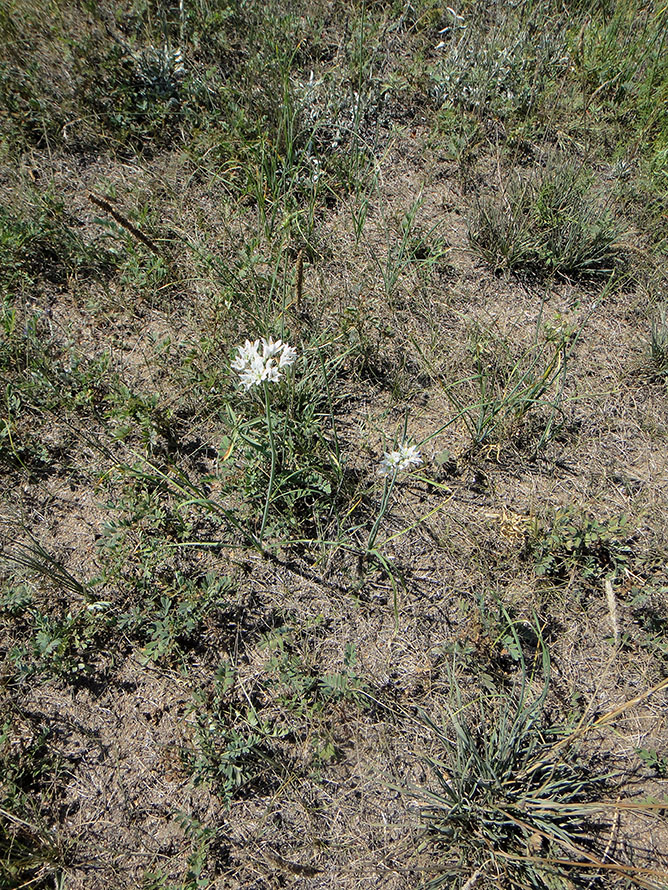 Изображение особи Allium ramosum.