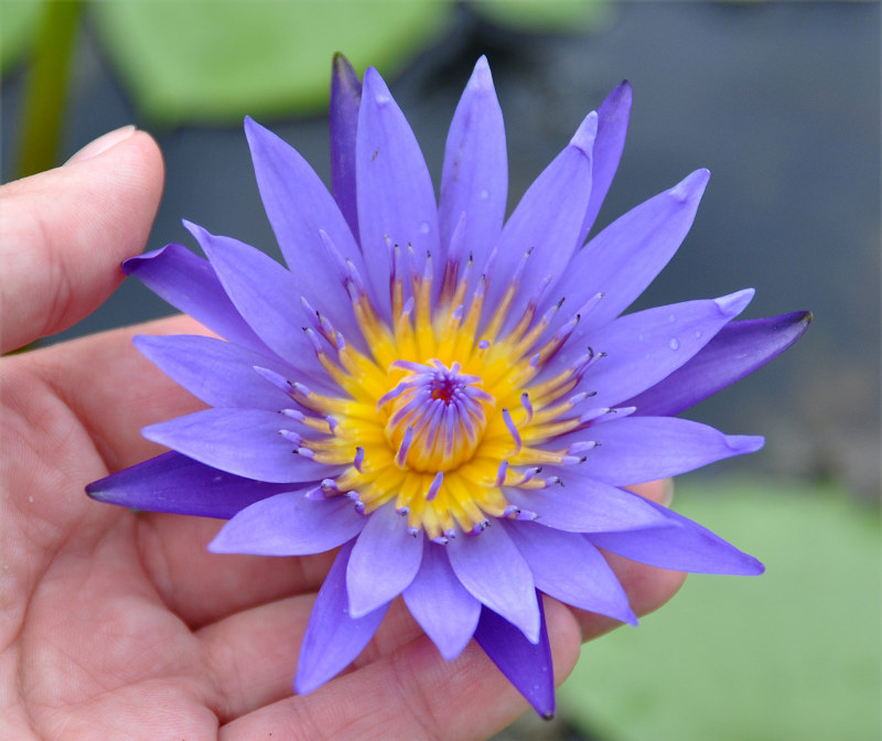 Image of Nymphaea nouchali var. caerulea specimen.