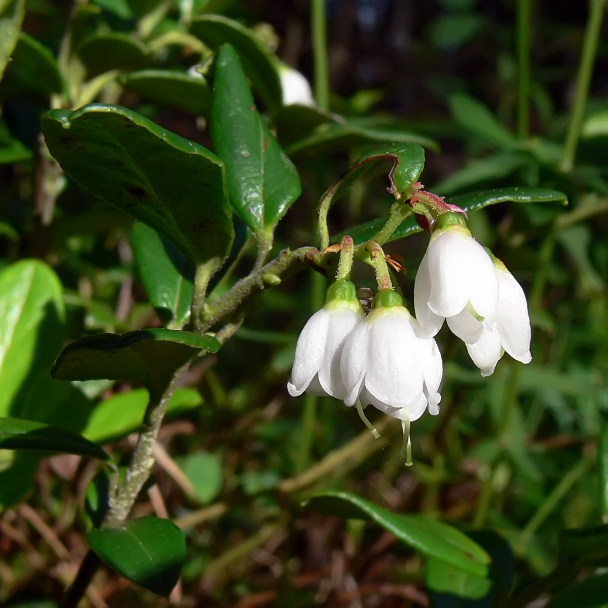 Изображение особи Vaccinium vitis-idaea.