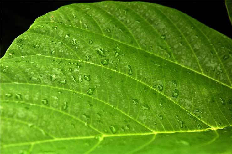 Image of Ficus auriculata specimen.