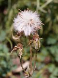 Ligularia narynensis