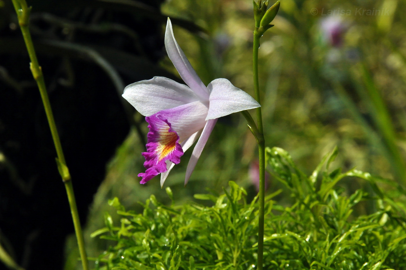 Image of Arundina graminifolia specimen.