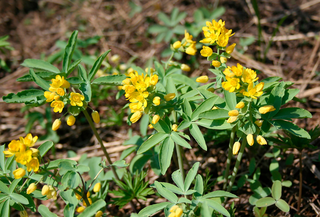 Изображение особи Gymnospermium altaicum.