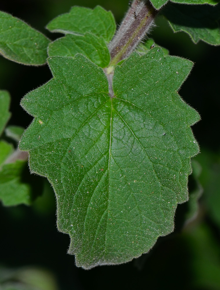 Изображение особи Ceratotheca triloba.