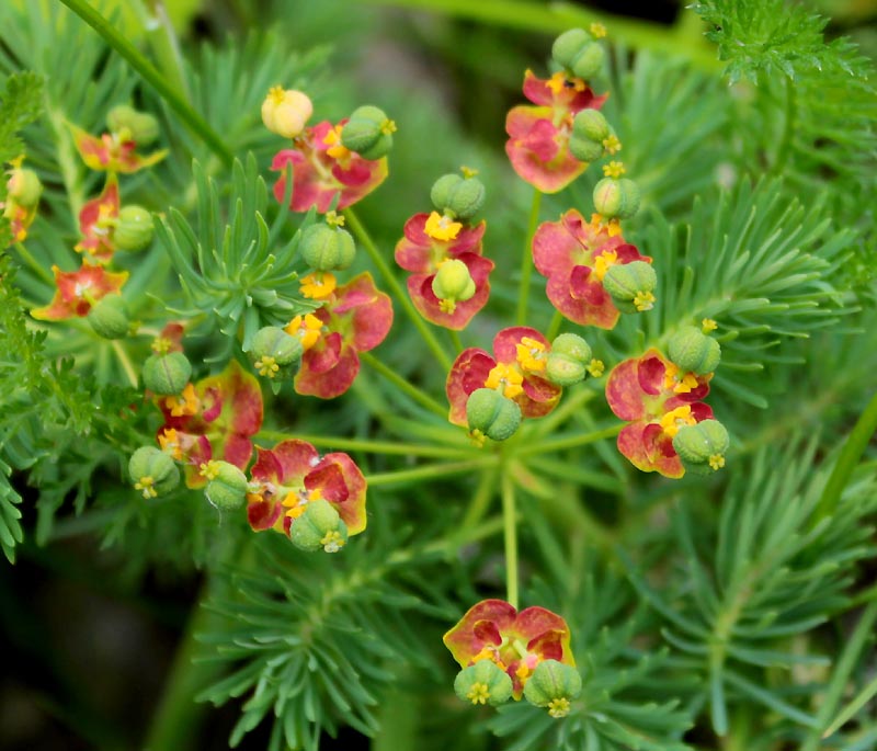 Изображение особи Euphorbia cyparissias.