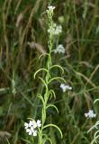 Cryptospora falcata