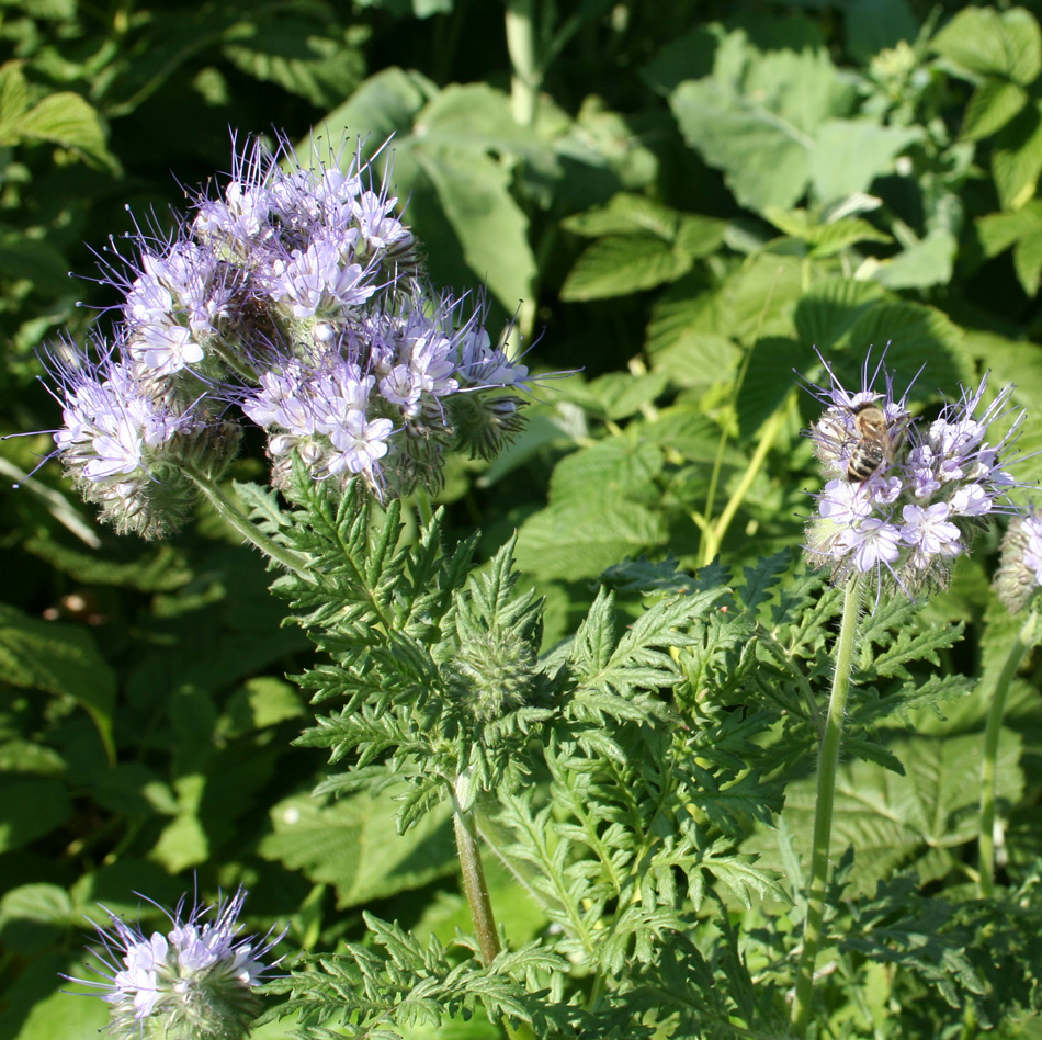 Image of Phacelia tanacetifolia specimen.