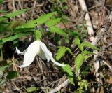 Atragene sibirica. Побег с цветком. Якутия (Саха), Алданский р-н, южнее пос. Верхняя Амга, вдоль дороги. 10.06.2012.