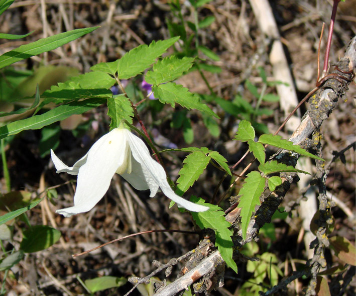 Изображение особи Atragene sibirica.