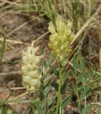 Astragalus follicularis