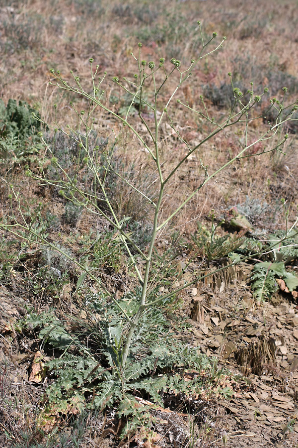 Image of Cousinia karatavica specimen.