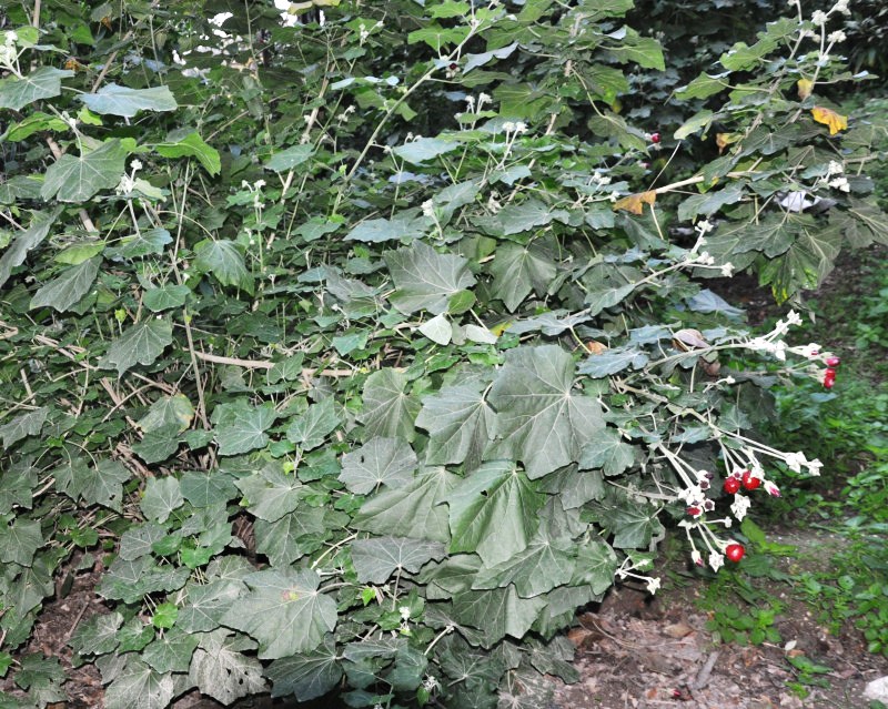 Image of Phymosia umbellata specimen.